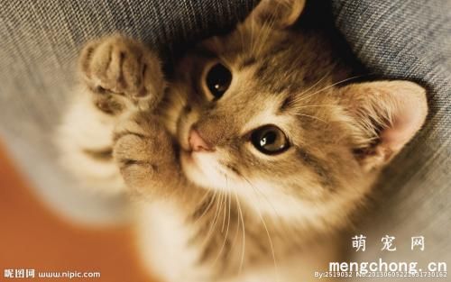 小猫腹泻怎么办?