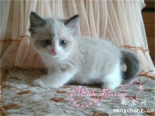 小猫走路不稳,东倒西歪是有什么问题?