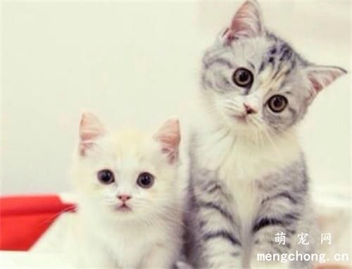 小猫难产怎么办 用催产针和补充体能