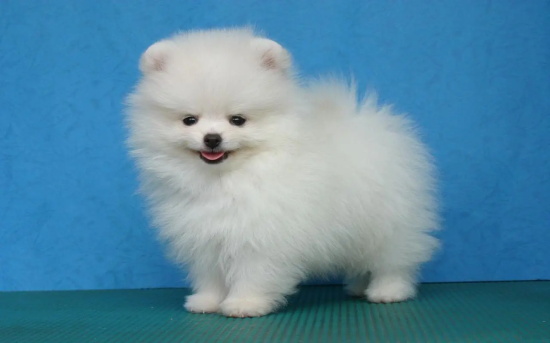 小白狗是什么品种？