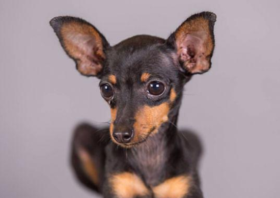 小鹿犬吃草是因为什么原因