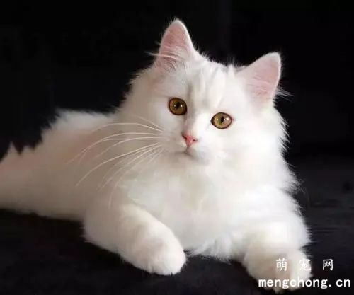 山东狮子猫多少钱一只(山东狮子猫价格)