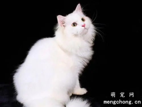 山东狮子猫多少钱一只(山东狮子猫价格)