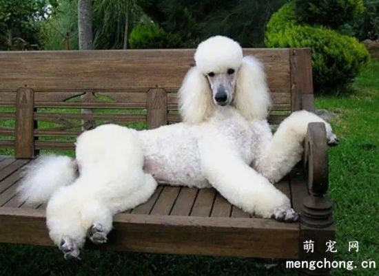巨型贵宾犬消化不良怎么办？