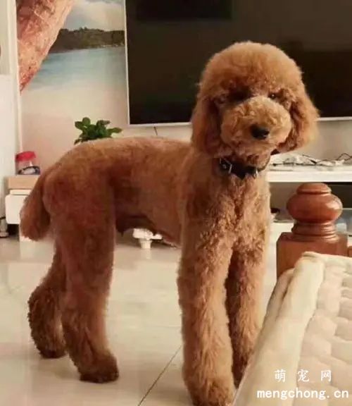 巨贵犬优点和缺点