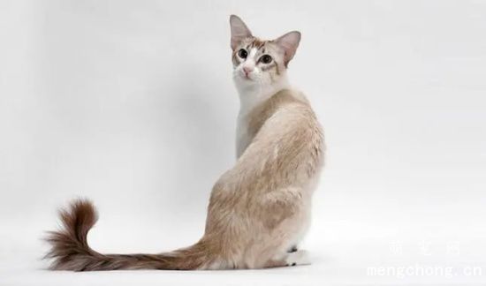 巴厘猫和暹罗猫的区别有哪些
