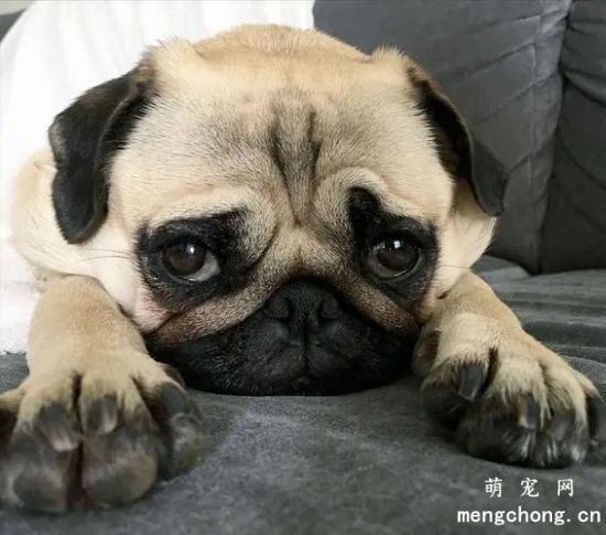 巴哥犬幽默的气质 巴哥犬的性格怎么样