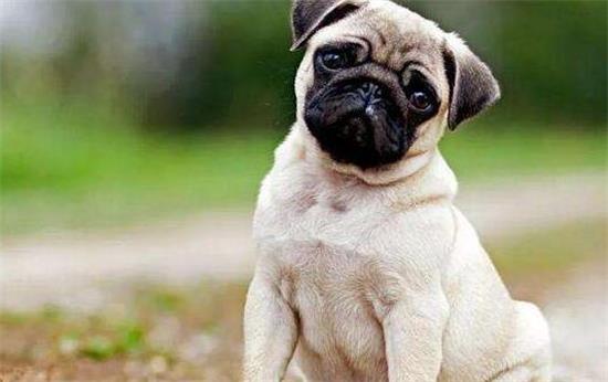 巴哥犬怎么训练大小便？