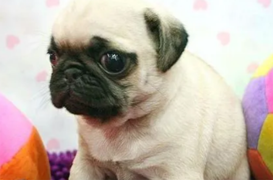 巴哥犬的原产地在哪里