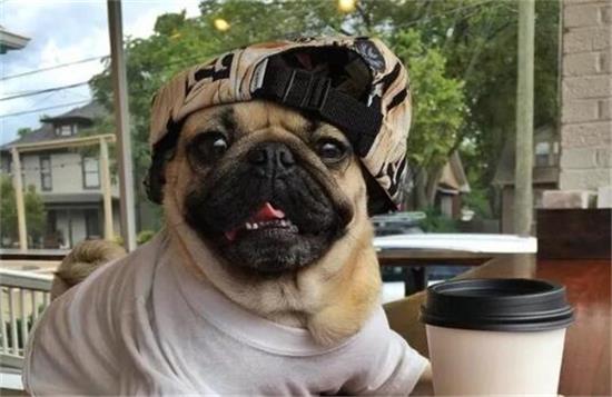 巴哥犬都有体臭的吗