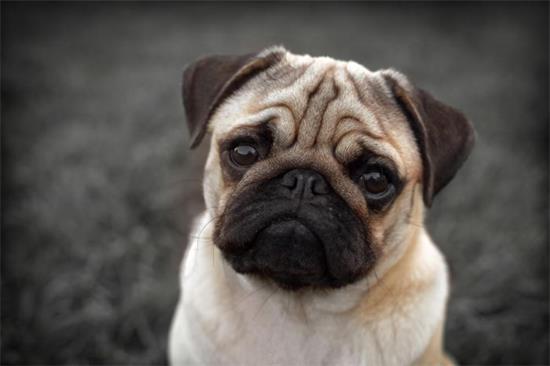 巴哥犬好养吗？