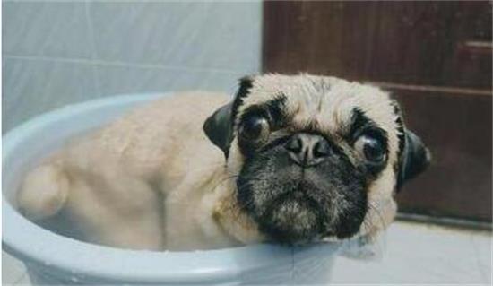 巴哥犬的饲养要点有哪些