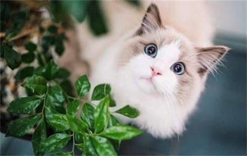 布偶猫为什么要绝育?