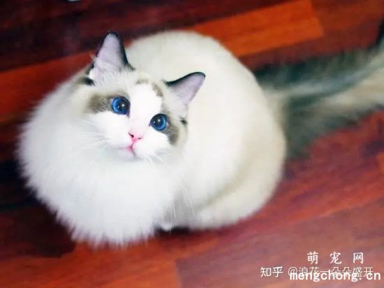 布偶猫为什么那么贵？