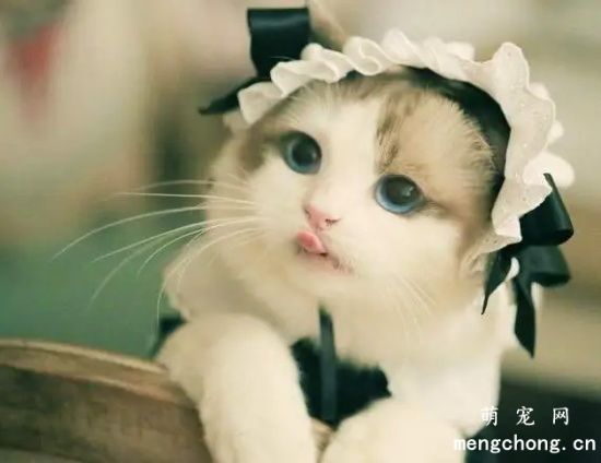 布偶猫价格及分级