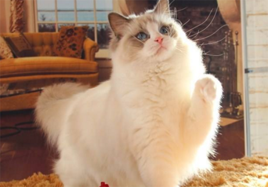 布偶猫发情期一年几次?