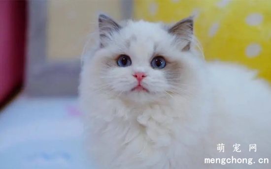 布偶猫和加菲猫哪个性格更好饲养呢？