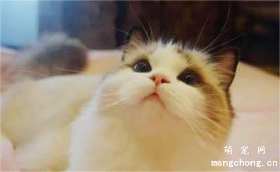 布偶猫咪多少钱一只(布偶猫咪好养吗)
