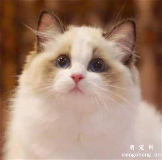 布偶猫咪多少钱一只(布偶猫咪好养吗)