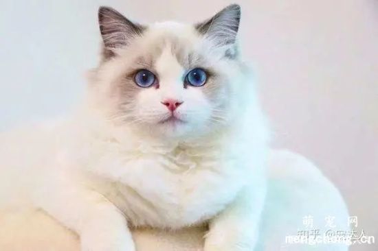 布偶猫怎么看品相好坏？