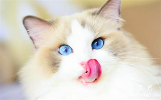 布偶猫怎么看血统纯不纯？