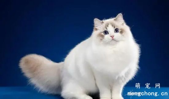 布偶猫的品种怎么区分？