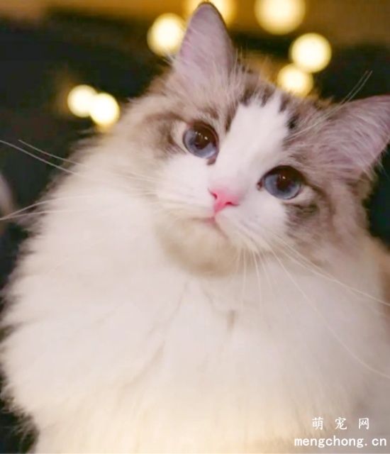 布偶猫的品种怎么区分？