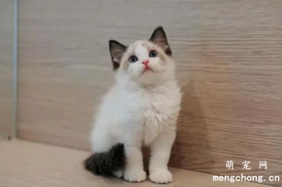 布偶猫目前多少钱一只？