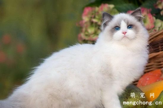 布偶猫眼睛有眼屎还发红是怎么回事