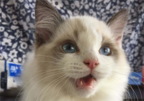 布偶猫绝育后还会乱叫吗?