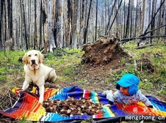 带狗狗旅行要准备哪些东西