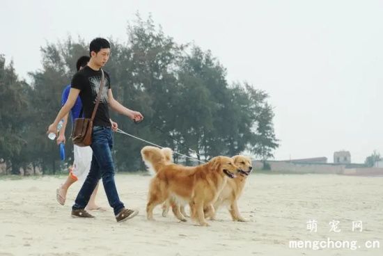 带狗狗春游的注意事项