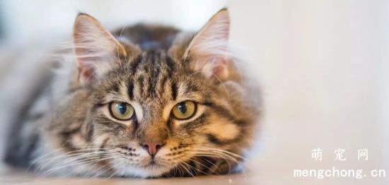 常见宠物猫耳部各种疾病的症状及治疗方法