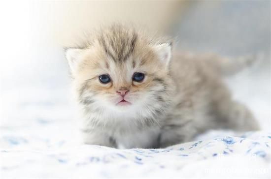 常见宠物猫耳部各种疾病的症状及治疗方法