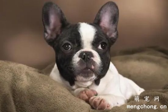常见斗牛犬肥胖原因如何解决？