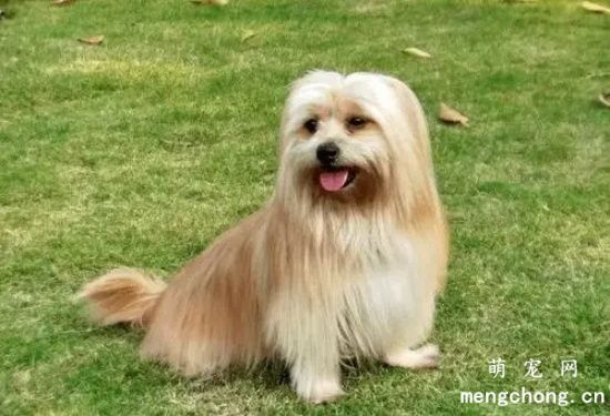 干狗粮对幼犬有危害 怎么预防？
