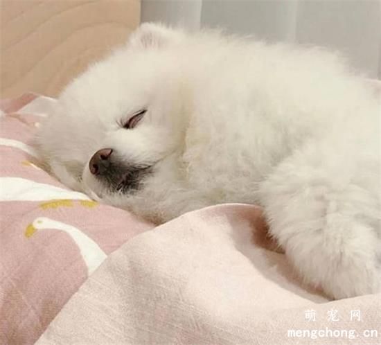 可爱狗狗