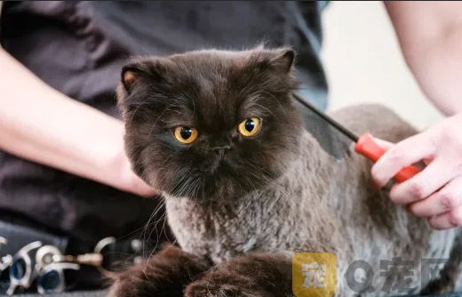 平时给猫咪修剪尾巴需要注意哪些事项？