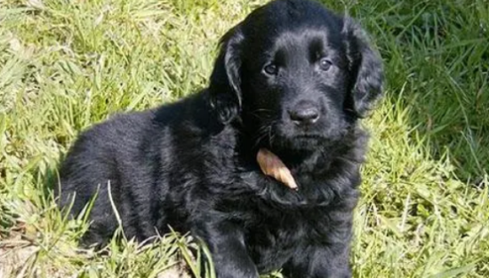 平毛寻回犬的性格特点和外貌特征