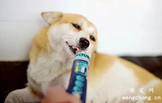 幼犬什么时候吃营养膏？