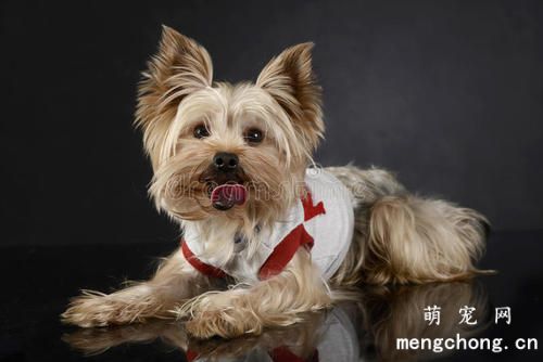 幼犬发热的症状分析