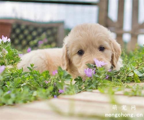 幼犬多少天可以吃食