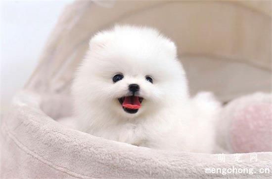 幼犬应该如何喂养?