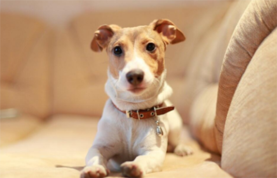 幼犬怎么训练？怎么训练幼犬大小便