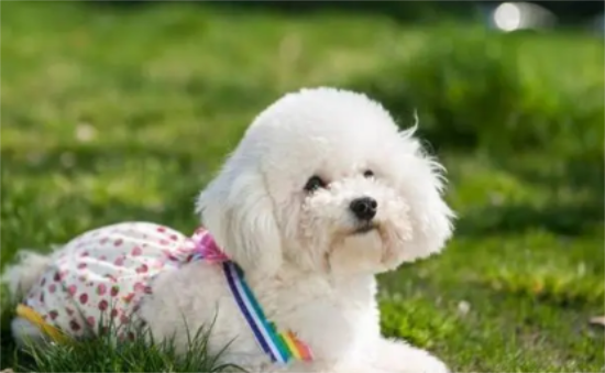幼犬怎么训练？怎么训练幼犬大小便