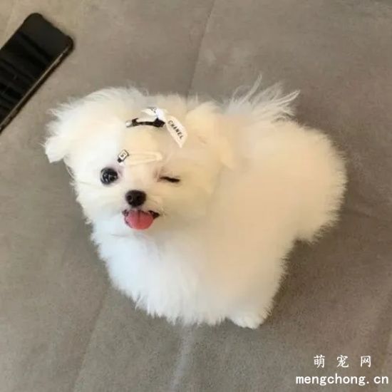 幼犬成长的几个关键阶段需要注意事项