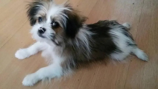 幼犬拉肚子怎么办
