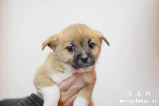 幼犬狗狗感冒了怎么办？