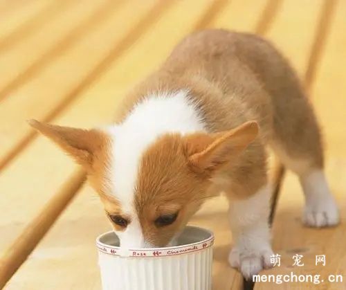 幼犬狗粮怎么泡? 