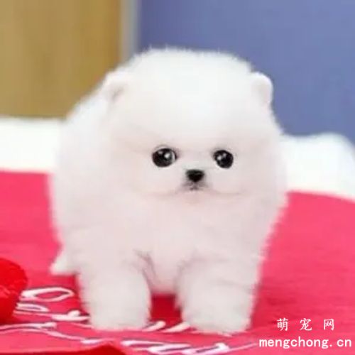 幼犬狗粮怎么泡? 